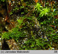 Riccardia multifida (lśniątka pierzastodzielna)