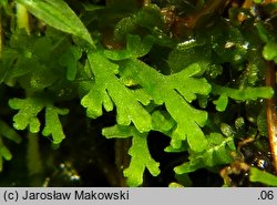 Riccardia multifida (lśniątka pierzastodzielna)