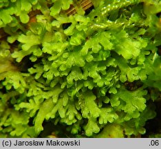 Riccardia multifida (lśniątka pierzastodzielna)