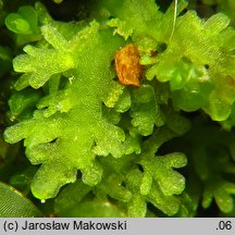 Riccardia multifida (lśniątka pierzastodzielna)