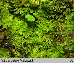 Riccardia multifida (lśniątka pierzastodzielna)