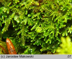 Riccardia palmata (lśniątka dłoniasta)