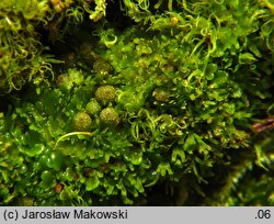 Riccardia palmata (lśniątka dłoniasta)