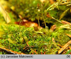 Riccardia palmata (lśniątka dłoniasta)