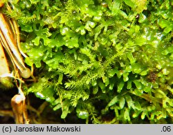 Riccardia palmata (lśniątka dłoniasta)