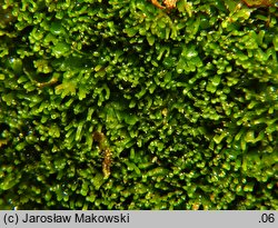 Riccardia palmata (lśniątka dłoniasta)