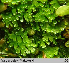 Riccardia palmata (lśniątka dłoniasta)