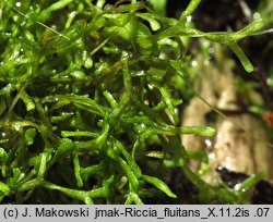 Riccia fluitans (wgłębka wodna)