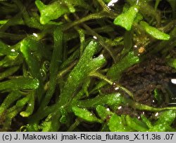 Riccia fluitans (wgłębka wodna)