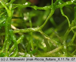 Riccia fluitans (wgłębka wodna)