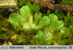 Riccia sorocarpa (wgłębka wąskopłatowa)