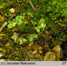 Riccia sorocarpa (wgłębka wąskopłatowa)