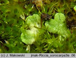 Riccia sorocarpa (wgłębka wąskopłatowa)