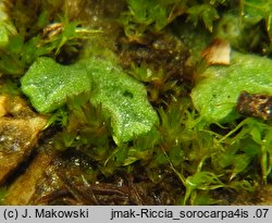 Riccia sorocarpa (wgłębka wąskopłatowa)