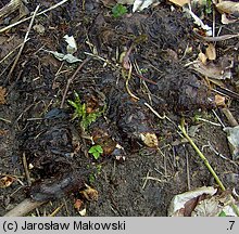 Rodgersia podophylla (rodgersja stopowcolistna)