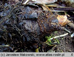 Rodgersia podophylla (rodgersja stopowcolistna)