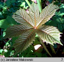 Rodgersia podophylla (rodgersja stopowcolistna)