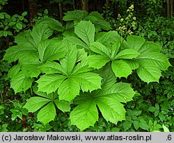 Rodgersia podophylla (rodgersja stopowcolistna)