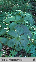 Rodgersia podophylla (rodgersja stopowcolistna)