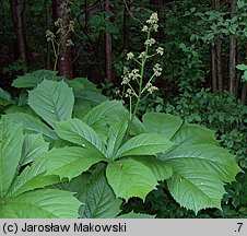 Rodgersia podophylla (rodgersja stopowcolistna)