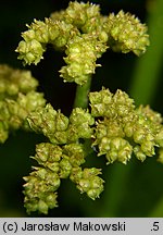 Rodgersia podophylla (rodgersja stopowcolistna)