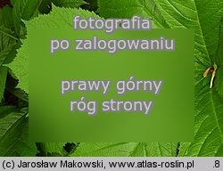 Rodgersia podophylla (rodgersja stopowcolistna)