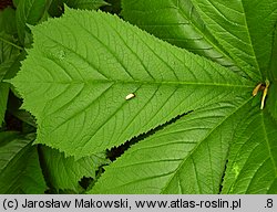 Rodgersia podophylla (rodgersja stopowcolistna)