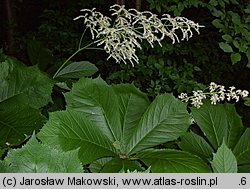 Rodgersia podophylla (rodgersja stopowcolistna)