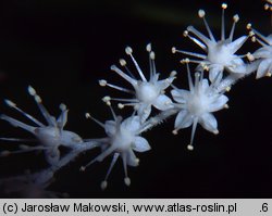 Rodgersia podophylla (rodgersja stopowcolistna)