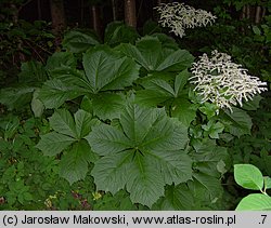 Rodgersia podophylla (rodgersja stopowcolistna)