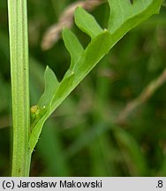 Rorippa palustris