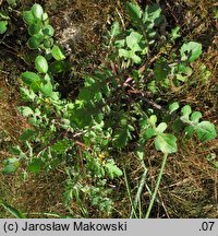 Rorippa palustris (rzepicha błotna)