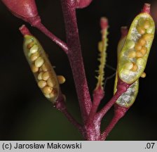 Rorippa palustris (rzepicha błotna)