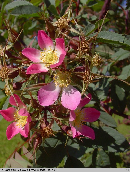 Rosa glauca (róża czerwonawa)