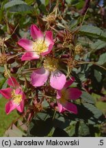 Rosa glauca (róża czerwonawa)