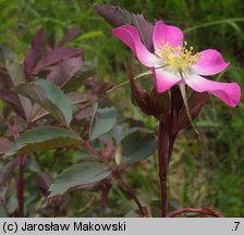 Rosa glauca (róża czerwonawa)