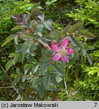 Rosa glauca (róża czerwonawa)