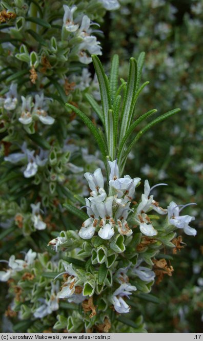 Rosmarinus officinalis (rozmaryn lekarski)