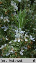 Rosmarinus officinalis (rozmaryn lekarski)