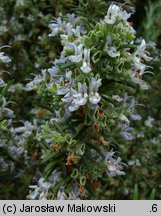 Rosmarinus officinalis (rozmaryn lekarski)