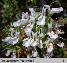 Rosmarinus officinalis (rozmaryn lekarski)