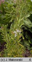 Rosmarinus officinalis (rozmaryn lekarski)