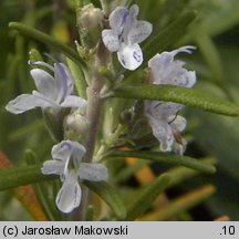 Rosmarinus officinalis (rozmaryn lekarski)