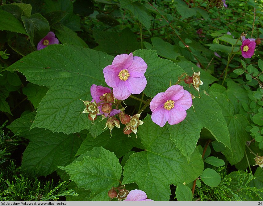 Rubus odoratus (jeżyna pachnąca)