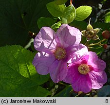 Rubus odoratus (jeżyna pachnąca)