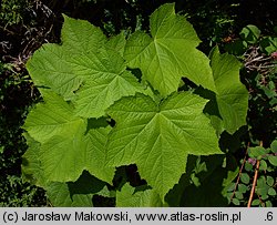 Rubus odoratus (jeżyna pachnąca)