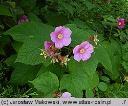 Rubus odoratus (jeÅ¼yna pachnÄ…ca)
