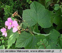 Rubus odoratus (jeżyna pachnąca)