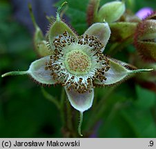 Rubus odoratus (jeżyna pachnąca)