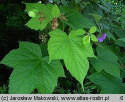 Rubus odoratus (jeżyna pachnąca)